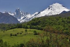 naranjo-bulnes